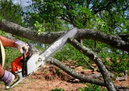 Best Root Management and Removal  in New Lenox, IL