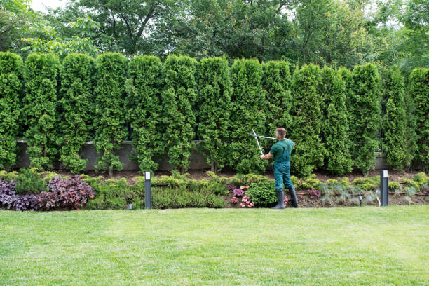 Best Pest Control for Lawns  in New Lenox, IL