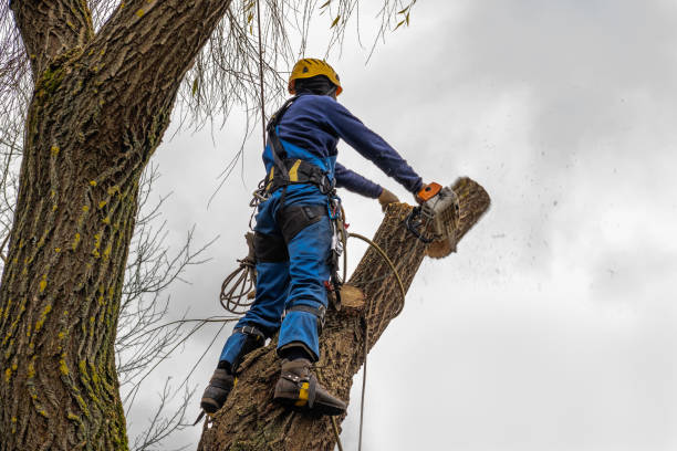 Professional  Tree Services in New Lenox, IL