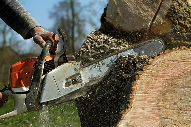 Why Choose Our Tree Removal Services in New Lenox, IL?